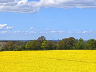 Rapsblüte in Schleswig Holstein