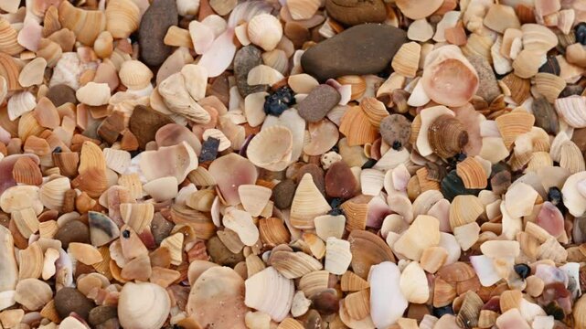 Fuel oil spills on a beautiful seashell beach. Beach oil spill impact. There are many small drops of toxic fuel oil on the shell of the seashore. Environmental pollution