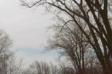 trees and sky in spring