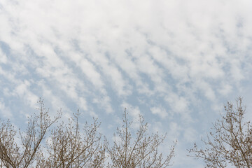 tree tops and altocumulus clouds
