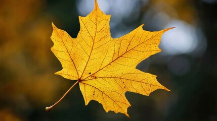 A golden autumn maple leaf with crisp edges