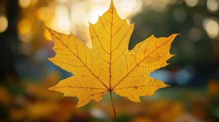 A golden autumn maple leaf with crisp edges