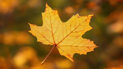 A golden autumn maple leaf with crisp edges