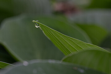 grasshopper on a leaf