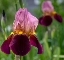 purple iris flower