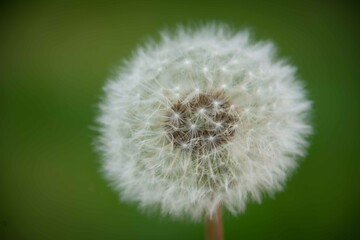 Fototapeta premium Dandelion