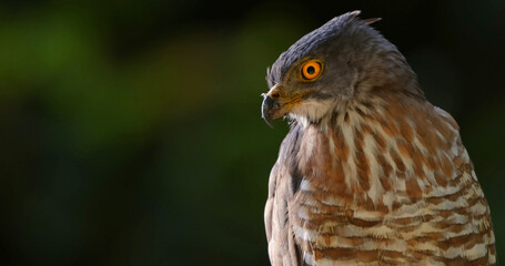Curious crested goshawk, piercing yellow eyes, blurred forest, Thailand. Bird in wild nature, Kaeng Krachan.