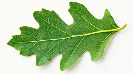 Fototapeta premium A green oak leaf with visible veins on white.