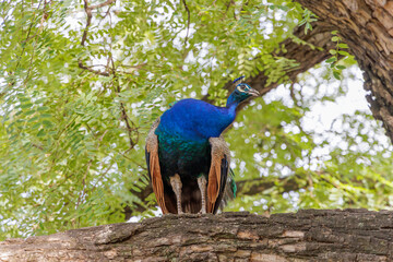 Peacock (Pavo cristatus) perched on a branch at Ecopark of Buenos Aires.