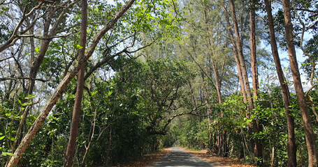 Treelined path, lush green forest, blue sky, tranquil nature walk, peaceful outdoor setting.