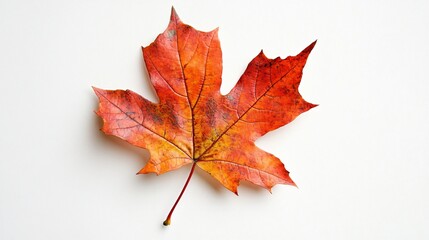 Fototapeta premium Detailed Autumn Maple Leaf Clipart for Seasonal Designs