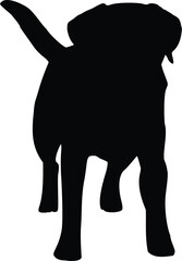 Labrador Dog Standing Front View Silhouette Illustration Vector