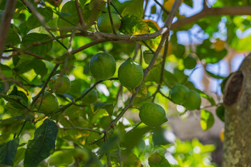 Fresh green lemons growing on a tree under blue sky, perfect for organic food branding, health blogs, or nature-themed projects.