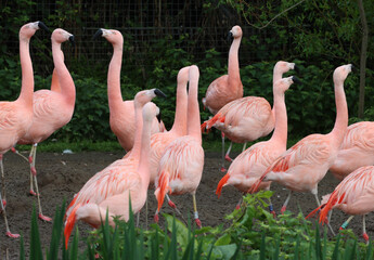 flock of Chilean, pink flamingoes at Dublin Zoo, Ireland