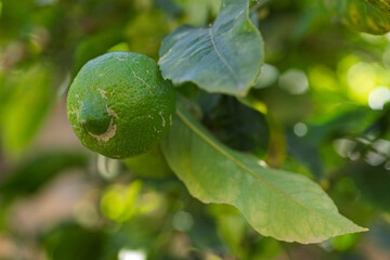 Green citrus fruit among dense leaves, great for eco product branding, farm-to-table promotions, or gardening websites.