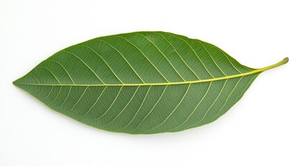 Obraz premium A mango leaf with a central ridge prominently displayed
