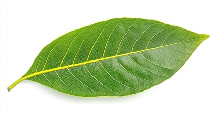 Obraz premium A mango leaf with a central ridge prominently displayed