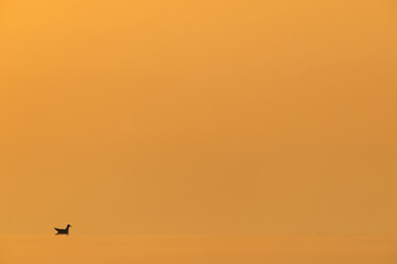 Silhouette of Black-headed gull during sunrise at Akser coast of Bahrain