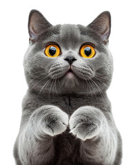 PNG British Shorthair cat adorable kitten fluffy.