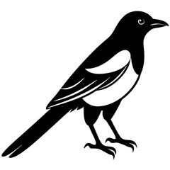 Animal magpie silhouette vector illustrator 