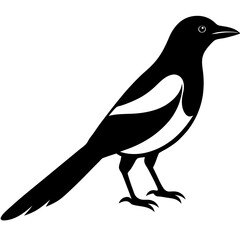 Animal magpie silhouette vector illustrator 