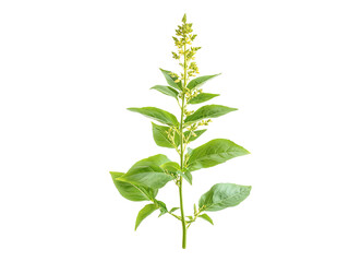 Thai lemon basil