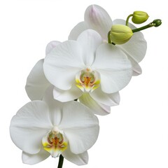 Fototapeta premium A close up view of a white orchid flower with green buds against a white background image present