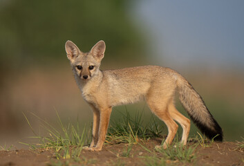 red fox vulpes