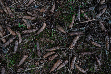 Pine cones lying on the ground in the forest, top view background