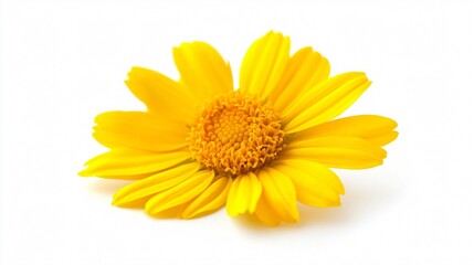 Naklejka premium Beautiful Daisy Flower Isolated on White Background for Professional Designs