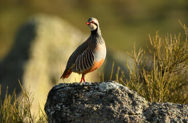 perdiz roja en el campo en primavera