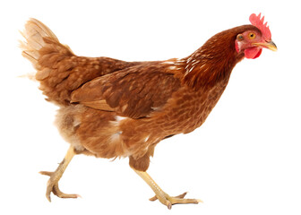 Fototapeta premium A brown chicken walking in profile view against a black background in a studio setting shot well