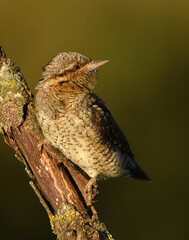 Un torcecuellos en primavera