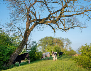 young cows in floodplanes of river rhine in the netherlands