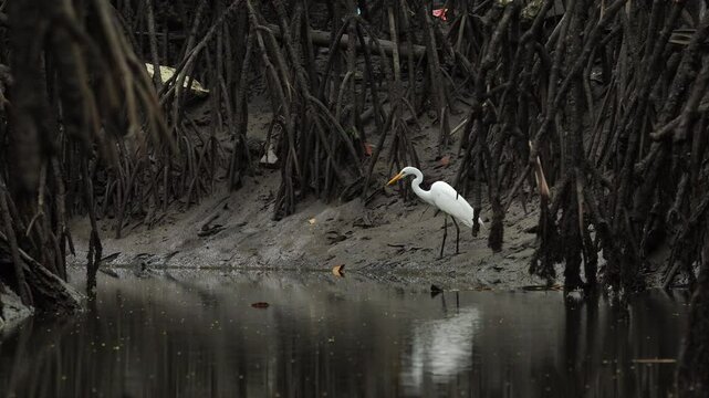 A Great Egret (Ardea alba) stands still in the shallow waters of a mangrove, observing its surroundings in a coastal habitat. The bird's elegant posture highlights its natural behavior in this tropica