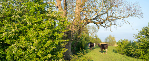 young cows in floodplanes of river rhine in the netherlands