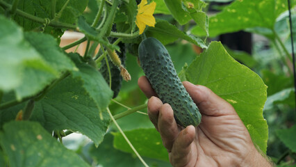 Hand of elderly farmer touches green cucumbers on branch of plant maturing in greenhouse. Gardener grows delicious vegetable. Checking harvest. Hobbies in old age. Growing organic food in ground