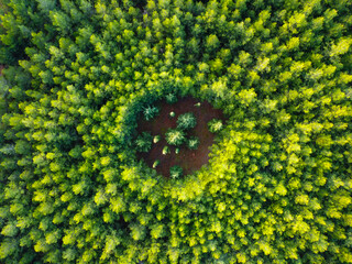 Forest Experimental Plot with Circular Planting Pattern - Aerial View