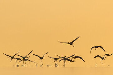 Silhouette of Greater Flamingos takeoff with splash of water at Asker coast during sunrise, Bahrain