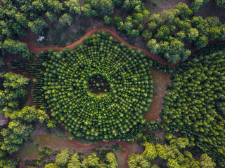 Forest Experimental Plot with Circular Planting Pattern - Aerial View