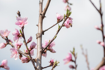 A honey bee flying by a cherry branch in bloom in spring