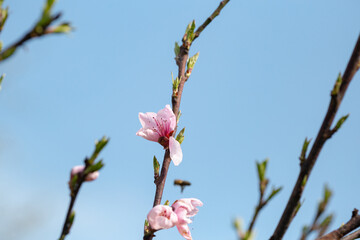 A cherry tree in outdoor nature in a garden