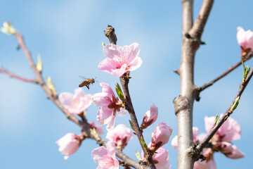 A honey bee flying by a cherry branch in bloom in spring
