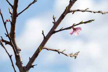 A cherry tree in outdoor nature in a garden