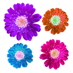Set of colorful gerbera flowers isolated on white background. Bright botanical clipart ideal for...