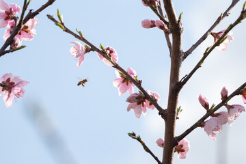 A honey bee flying by a cherry branch in bloom in spring