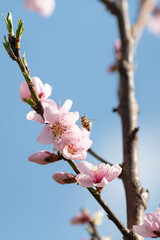 A honey bee flying by a cherry branch in bloom in spring