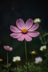 Fototapeta premium pink cosmos flower