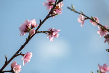 A cherry tree in outdoor nature in a garden