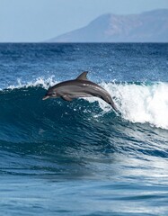 Fototapeta premium Playful dolphins jumping over breaking waves, close up 